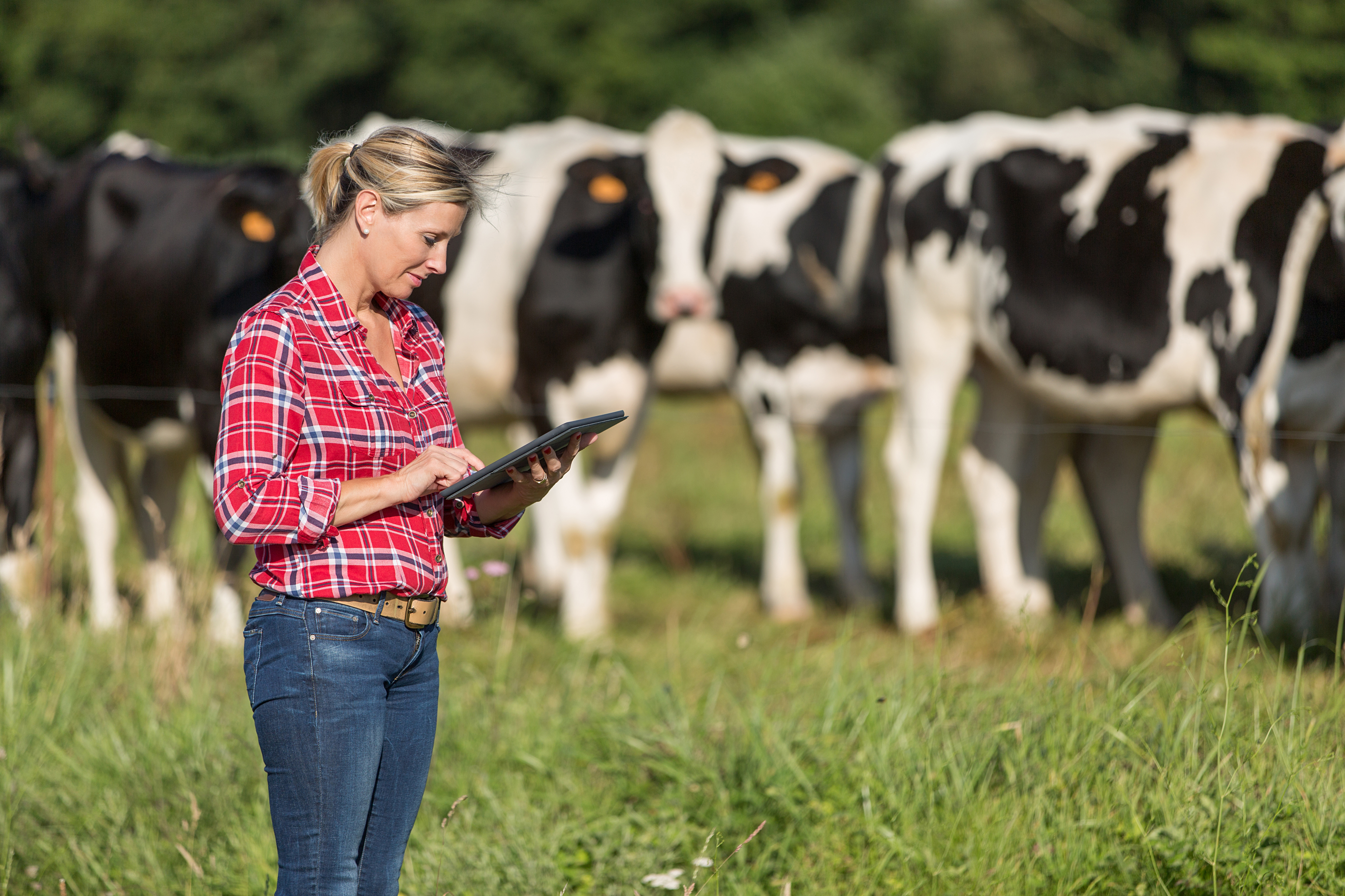 Woman with cow in a farm field